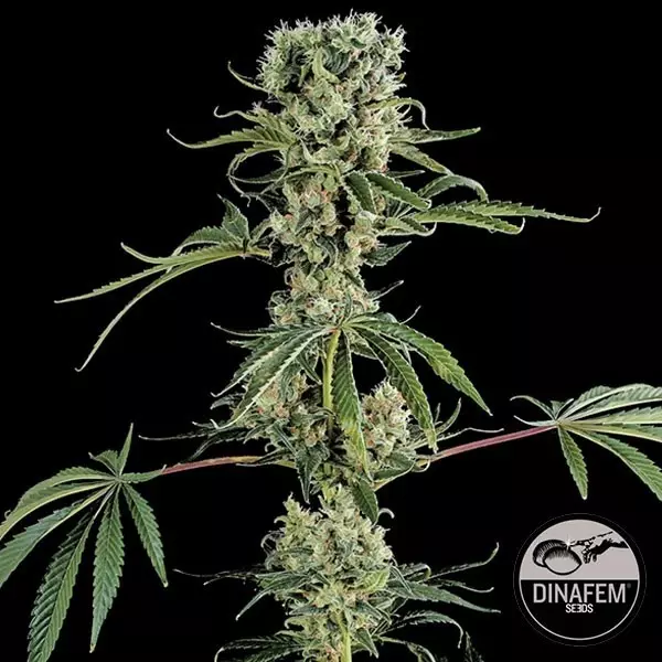 Moby Dick 2 Moby Dick 2 di Dinafem semi femminilizzati.