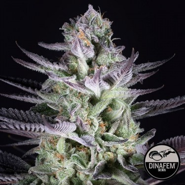Visualizzazione Semi Blueberry Cookies di Dinafem Seeds.