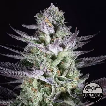 Semi Blueberry Cookies di Dinafem Seeds.