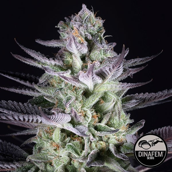 Visualizzazione Semi Blueberry Cookies di Dinafem Seeds.