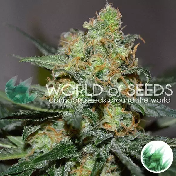 Visualizzazione Afghan Kush x Skunk di World of Seeds.