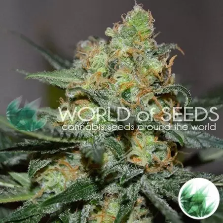 Afghan Kush x Skunk di World of Seeds.