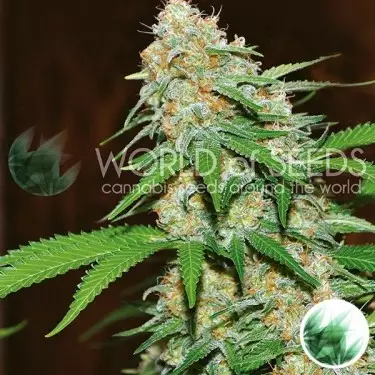 Mazar X White Rhino femm. di World of Seeds.