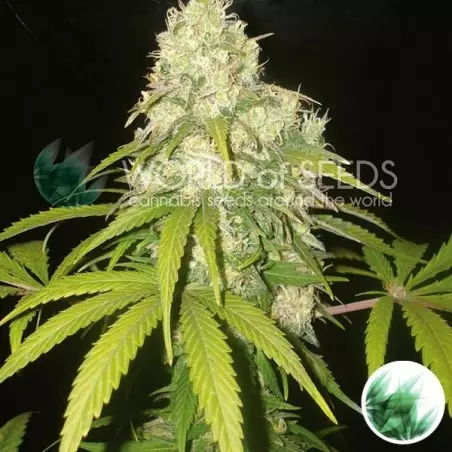 Afghan Kush x Yumbolt di World Of Seeds.