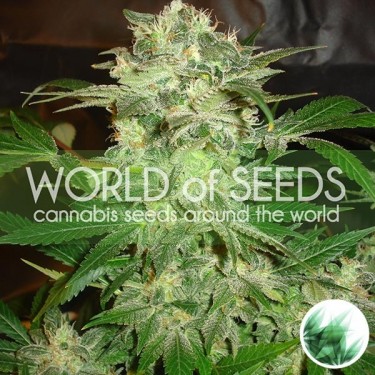 Mazar Kush di World of Seeds femminilizzata.