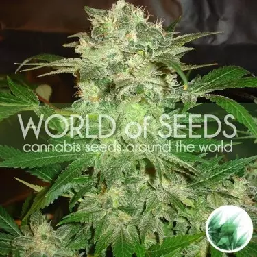 Mazar Kush di World of Seeds femminilizzata.