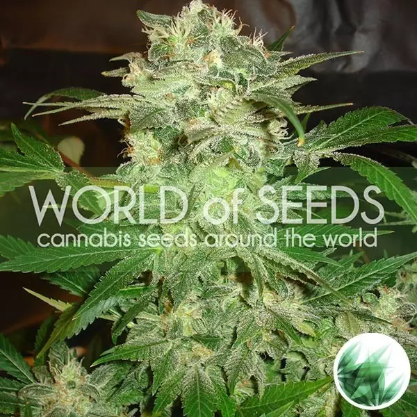 Visualizzazione Mazar Kush di World of Seeds femminilizzata.