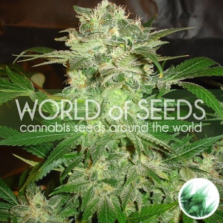 Mazar Kush di World of Seeds femminilizzata.