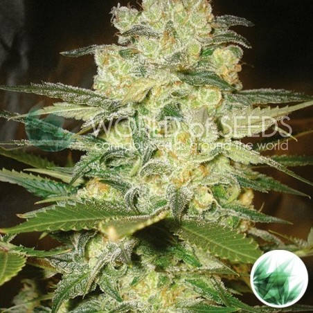 Afghan Kush x White Widow di World Of Seeds.