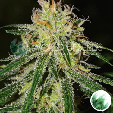 Visualizzazione Amnesia di World Of Seeds femminilizzata.
