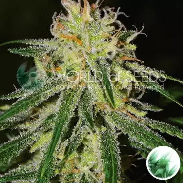 Amnesia di World Of Seeds femminilizzata.