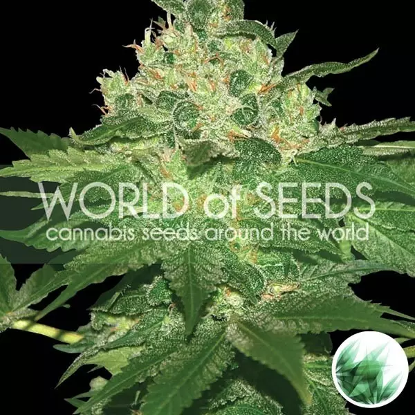 Visualizzazione Afghan Kush di World of Seeds femminilizzata.