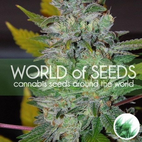 Space di World of Seeds femminilizzata.