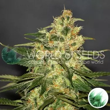 Ketama di World of Seeds femminilizzata.