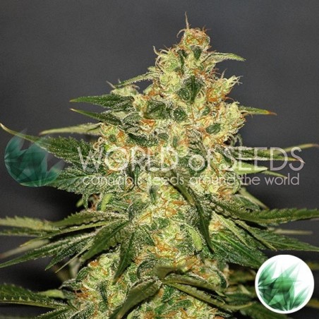 Ketama di World of Seeds femminilizzata.