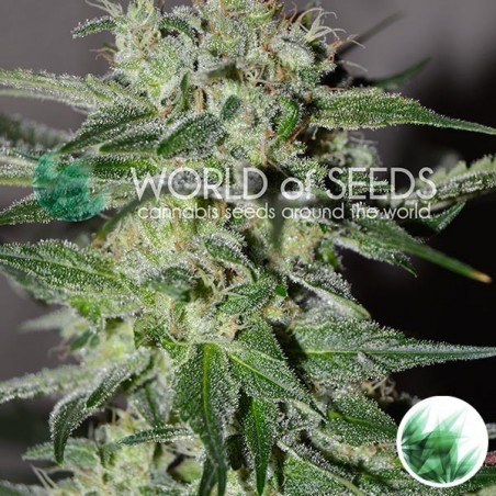 Pakistan Valley femm. di World of Seeds.