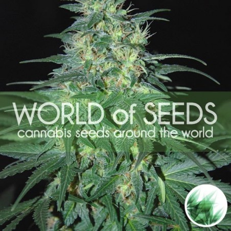South African Kwazulu di World of Seeds.