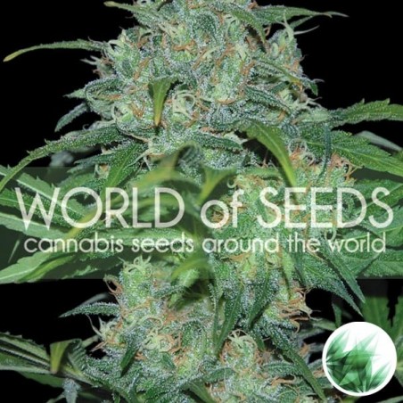 Wild Thailand femminilizzata World of Seeds.