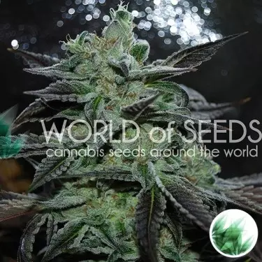 Strawberry Blue femm. di World of Seeds.