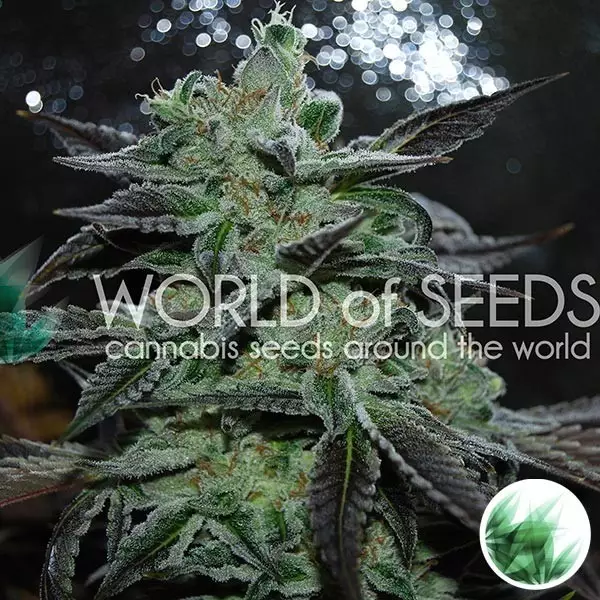 Visualizzazione Strawberry Blue femm. di World of Seeds.