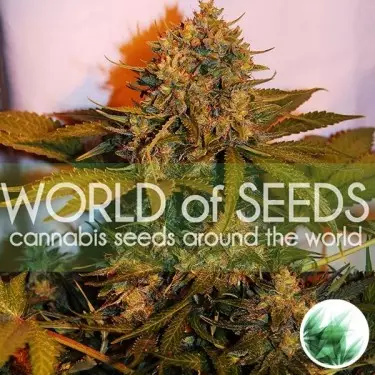 Northern Light x Big Bud Auto di WOS