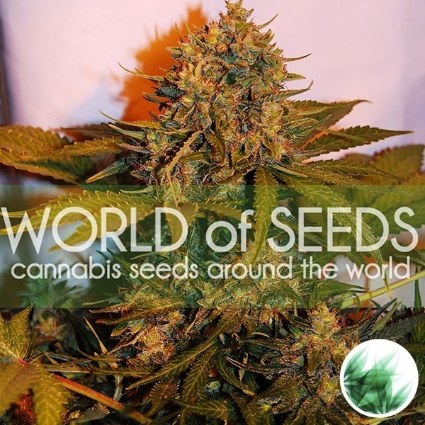 Northern Light x Big Bud Auto di WOS
