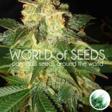 Visualizzazione Pakistan Ryder Auto di World of Seeds