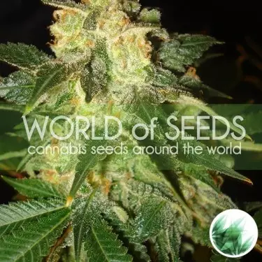 Pakistan Ryder Auto di World of Seeds