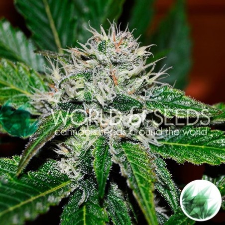 Amnesia Auto World of Seeds femminizzata