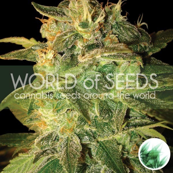 Visualizzazione Sugar Mango Ryder Auto di World Of Seeds