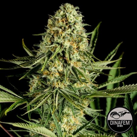 Critical Cheese di Dinafem femminilizzata.
