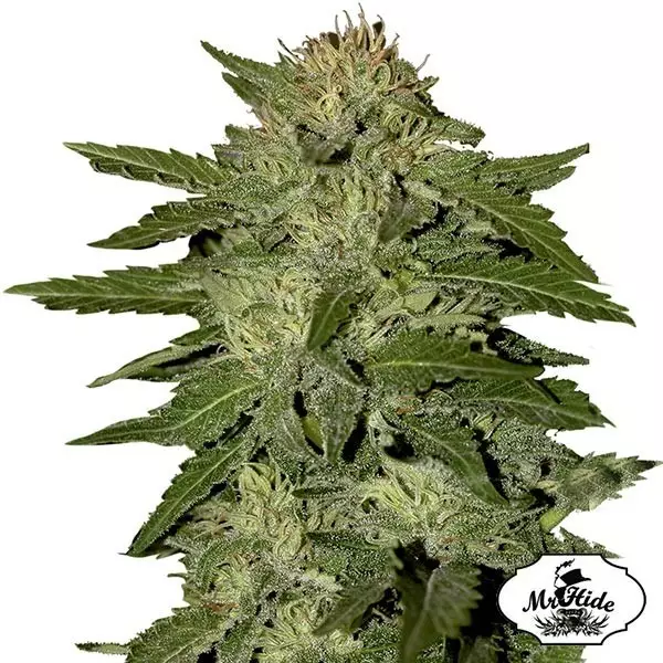 Visualizzazione Semi Auto White Widow di Mr. Hide Seeds.