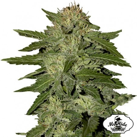 Semi Auto White Widow di Mr. Hide Seeds.