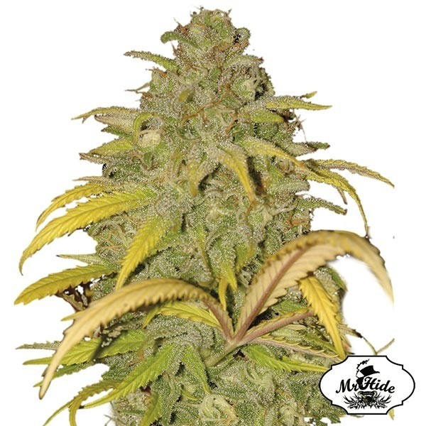 Auto Northern Cream semi di Mr Hide Seeds.