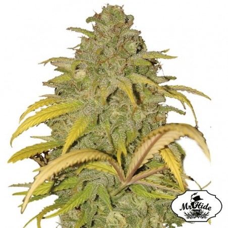 Auto Northern Cream semi di Mr Hide Seeds.