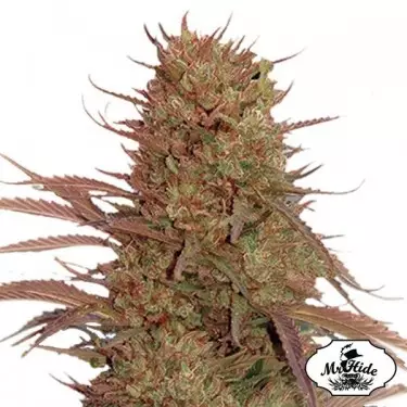 Auto Cream Mass semi di Mr Hide Seeds.