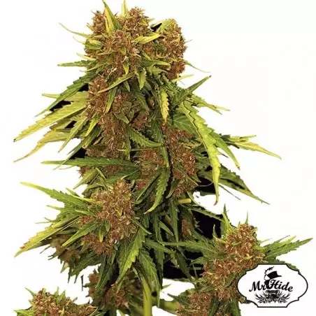 Auto Kritical Red del banco Mr Hide Seeds.