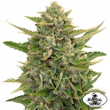 Visualizzazione Auto Amnesia del banco Mr Hide Seeds.