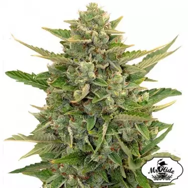 Auto Amnesia del banco Mr Hide Seeds.