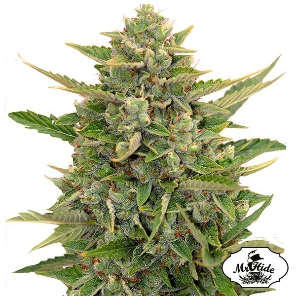 Visualizzazione Auto Amnesia del banco Mr Hide Seeds.