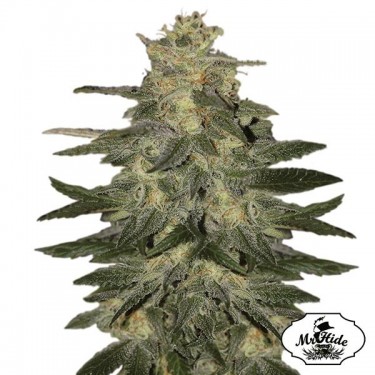 Visualizzazione Auto Mazar Blue del banco Mr Hide Seeds.