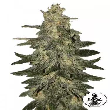 Auto Mazar Blue del banco Mr Hide Seeds.