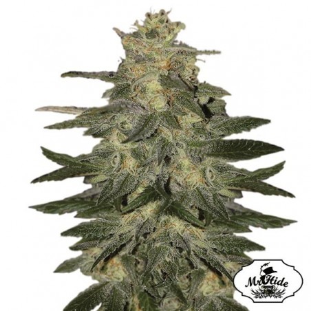 Auto Mazar Blue del banco Mr Hide Seeds.