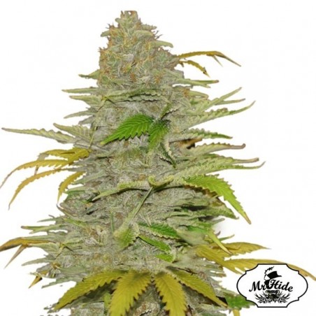 Auto Diesel Mass del banco Mr Hide Seeds.