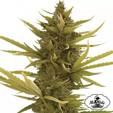 Auto Black Banana del banco Mr Hide Seeds.