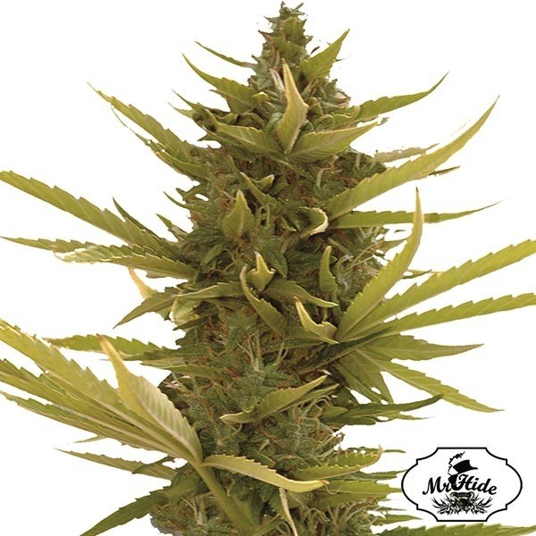 Visualizzazione Auto Black Banana del banco Mr Hide Seeds.
