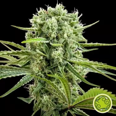 Comprare CBD Rich Candy Philosopher Seeds - GB