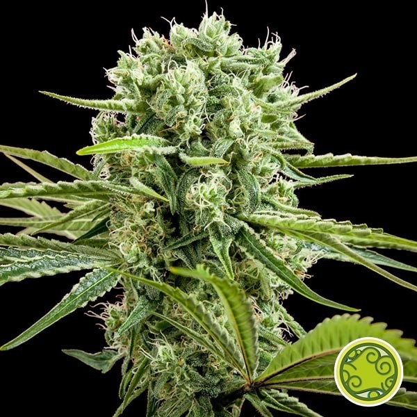Visualizzazione Comprare CBD Rich Candy Philosopher Seeds - GB