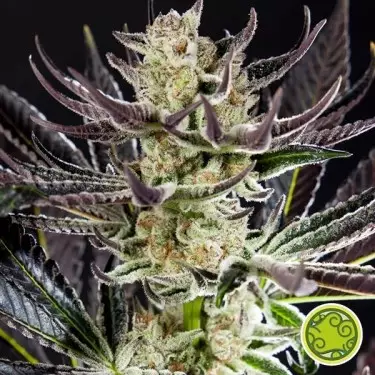 Comprare Purple Punch x Do-Si-Dos Philosopher Seeds - GB