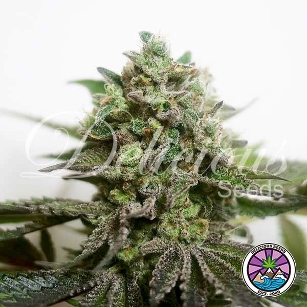 Visualizzazione Delimed CBD Plus della banca Delicious Seeds - GB